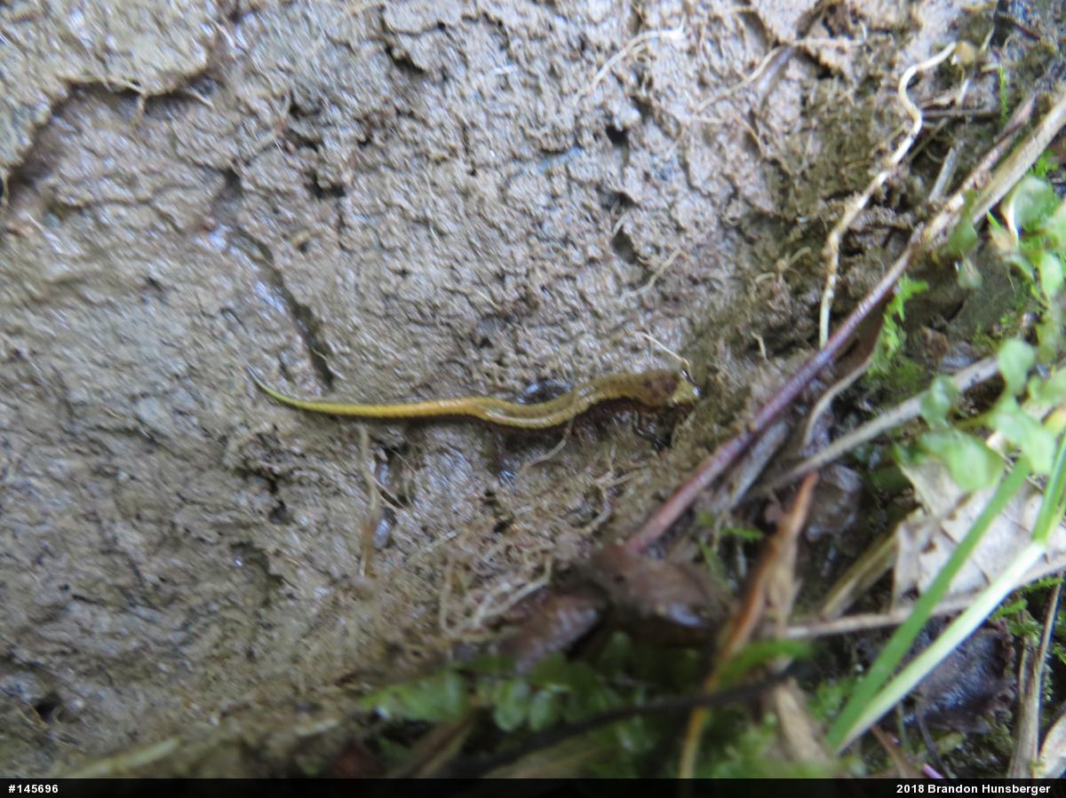 Allegheny Mountain Dusky Salamander