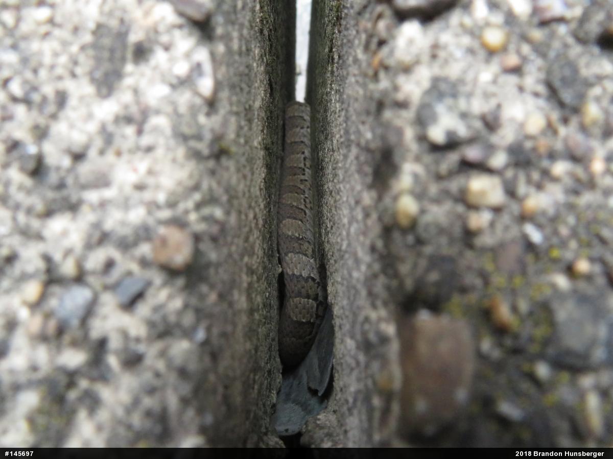 Northern Watersnake