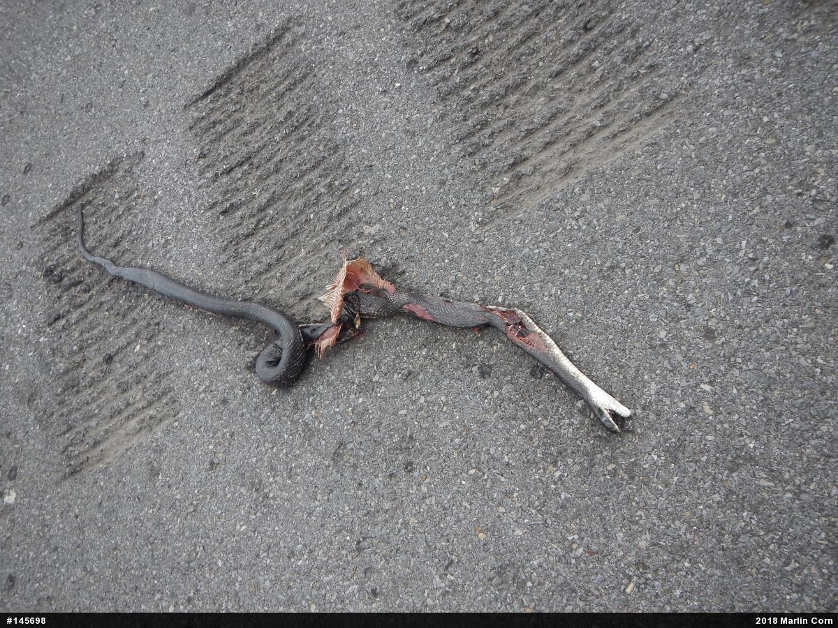 Eastern Ratsnake