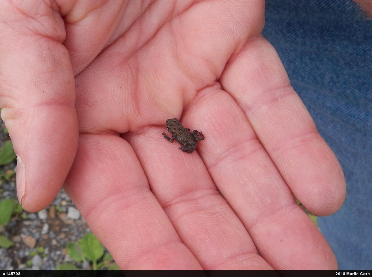 Eastern American Toad