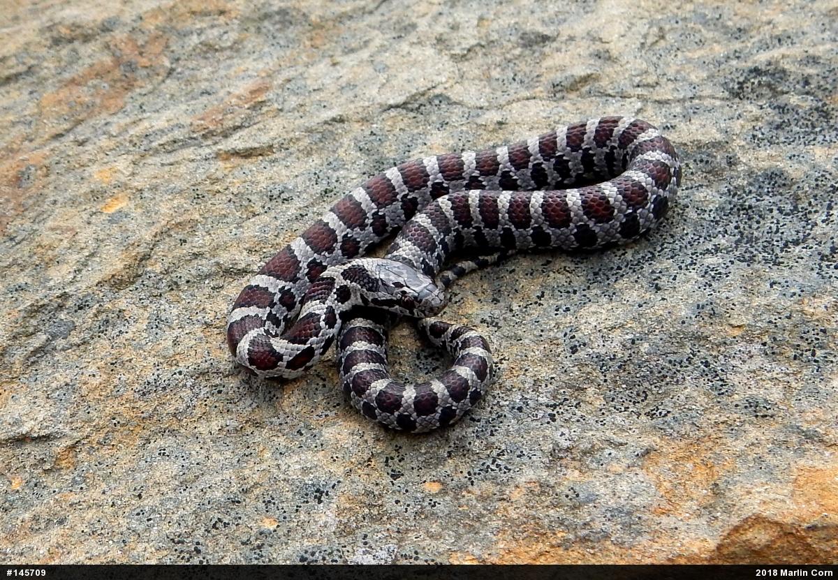 Eastern Milksnake