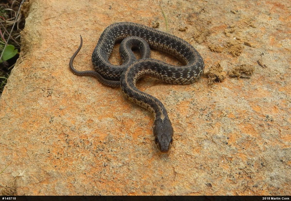 Eastern Gartersnake