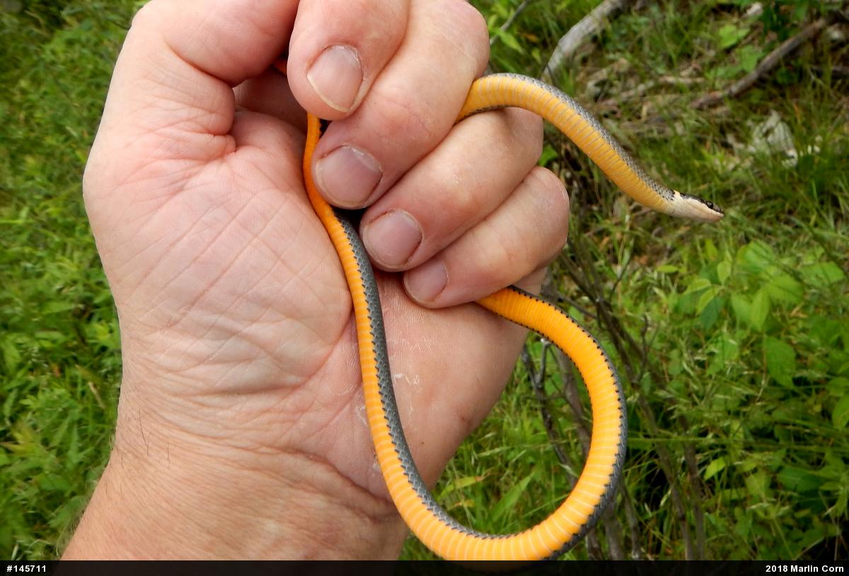 Northern Ring-necked Snake