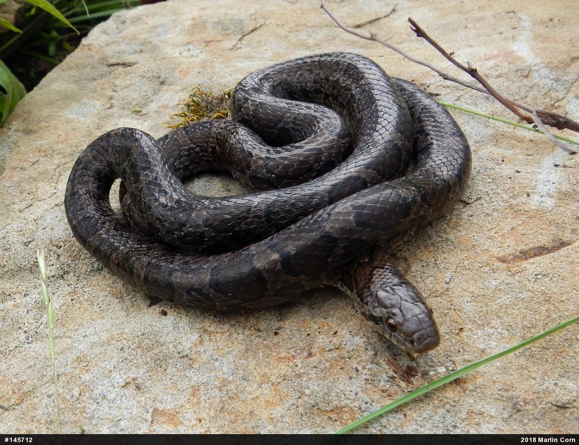 Eastern Milksnake