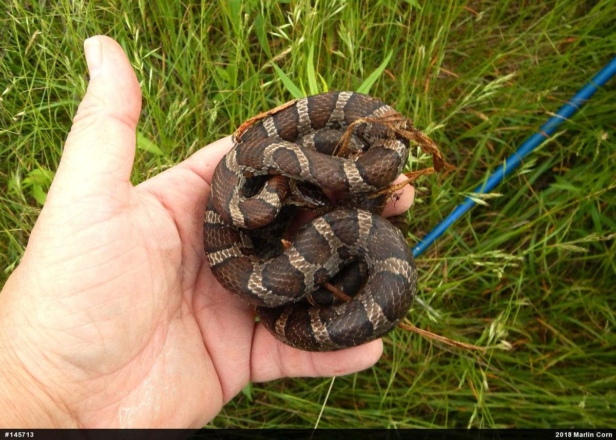 Eastern Milksnake