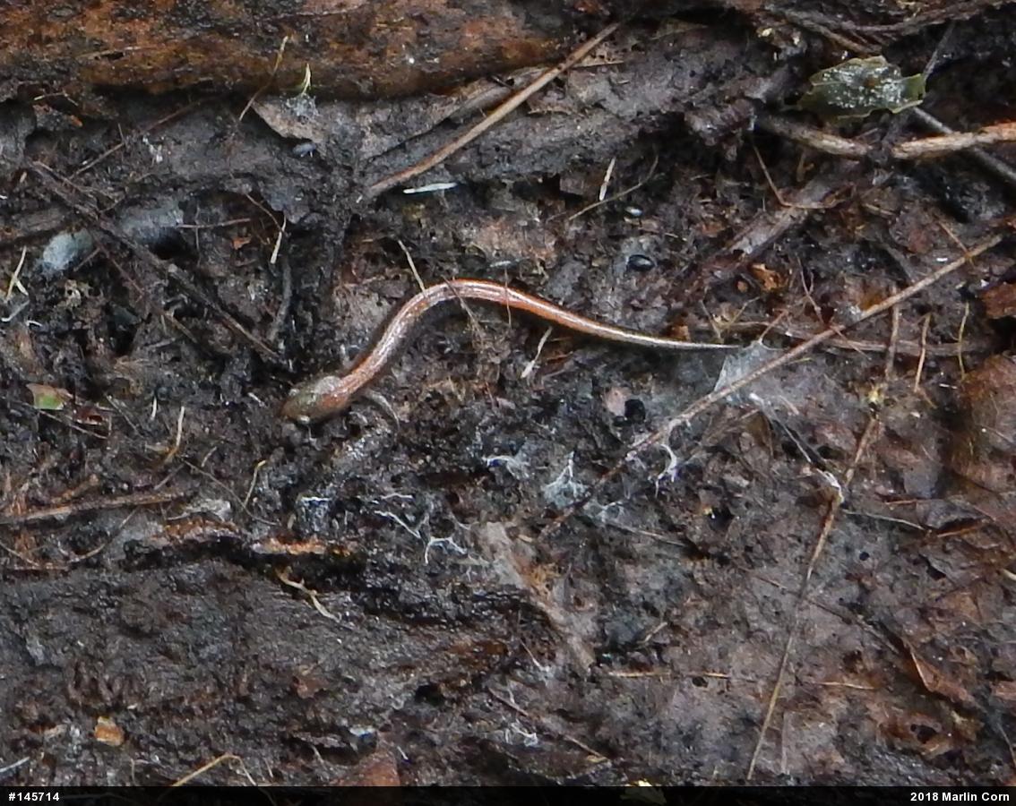 Eastern Red-backed  Salamander