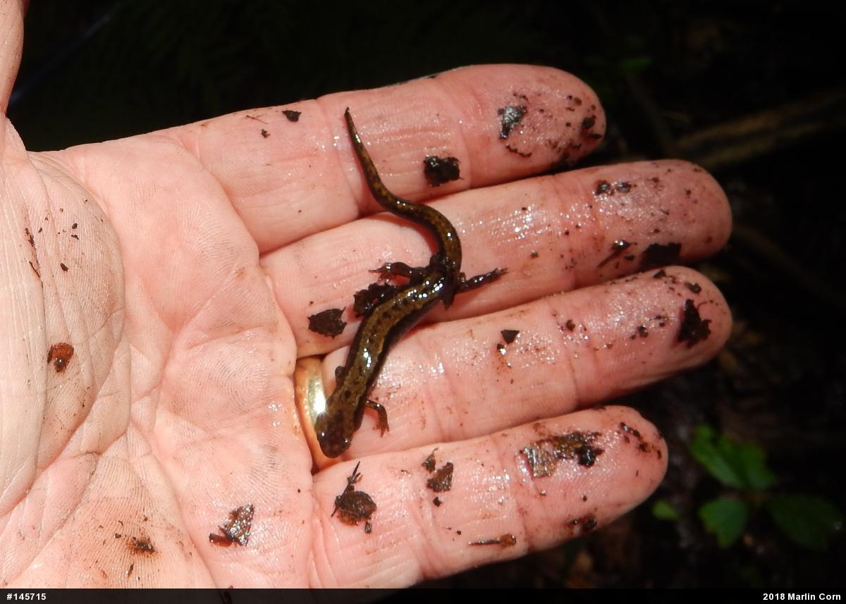Allegheny Mountain Dusky Salamander