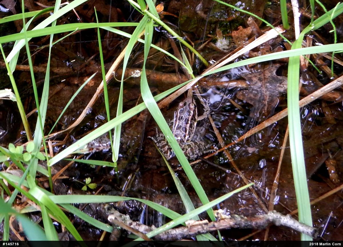 Pickerel Frog