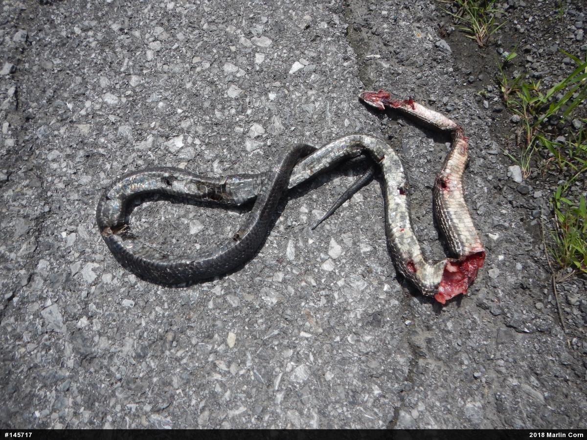 Eastern Ratsnake