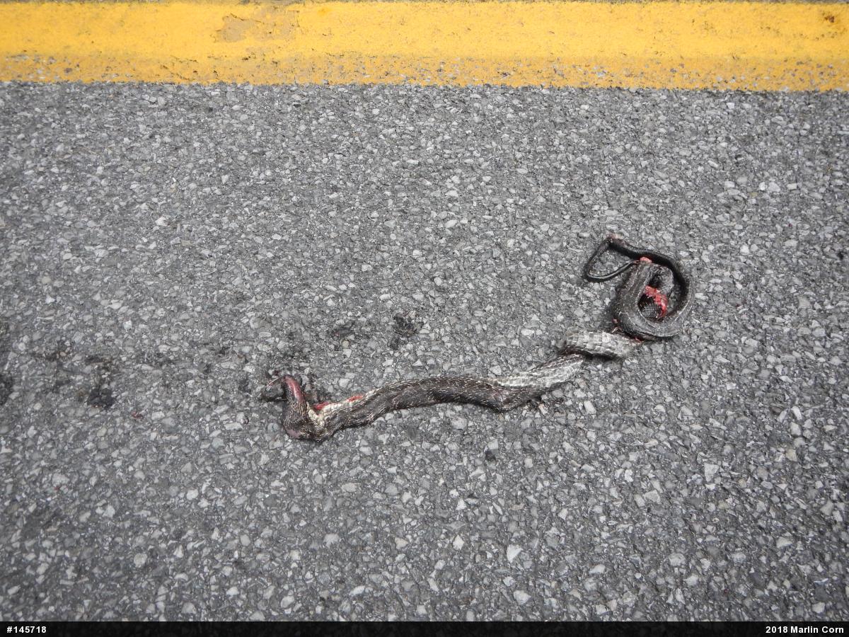 Eastern Ratsnake