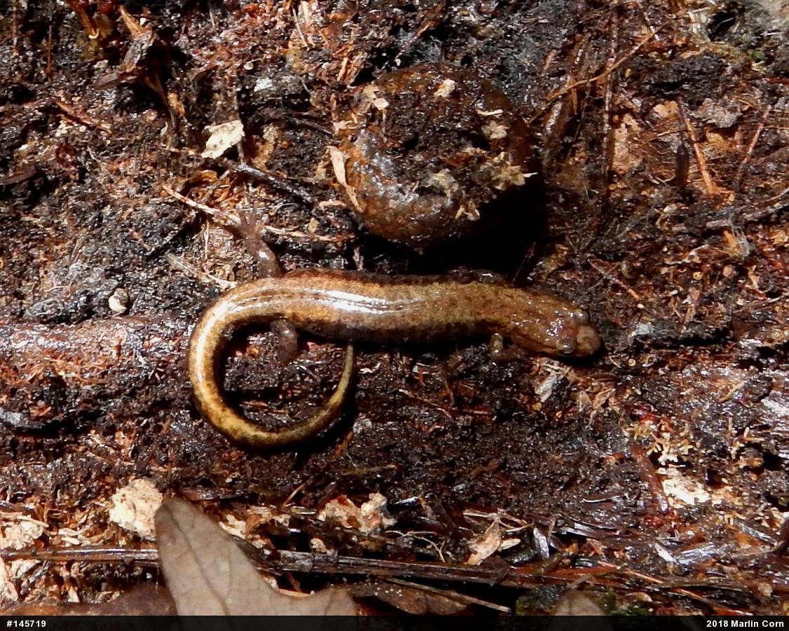 Allegheny Mountain Dusky Salamander