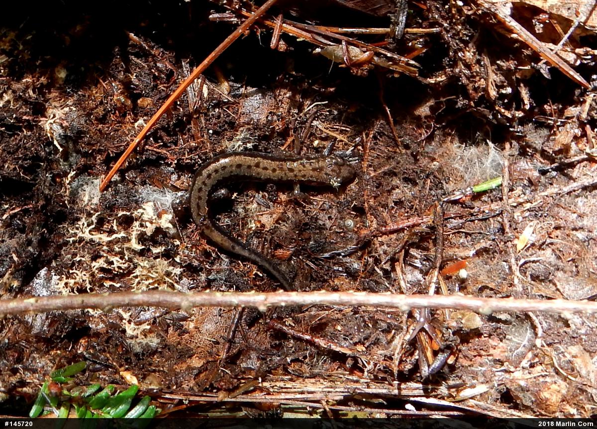 Allegheny Mountain Dusky Salamander