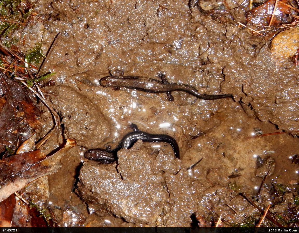 Allegheny Mountain Dusky Salamander