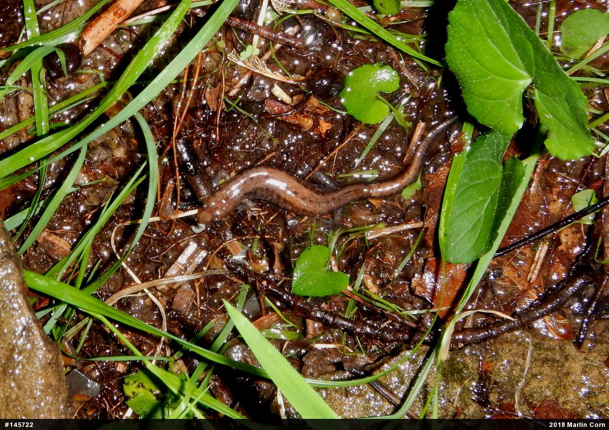 Allegheny Mountain Dusky Salamander