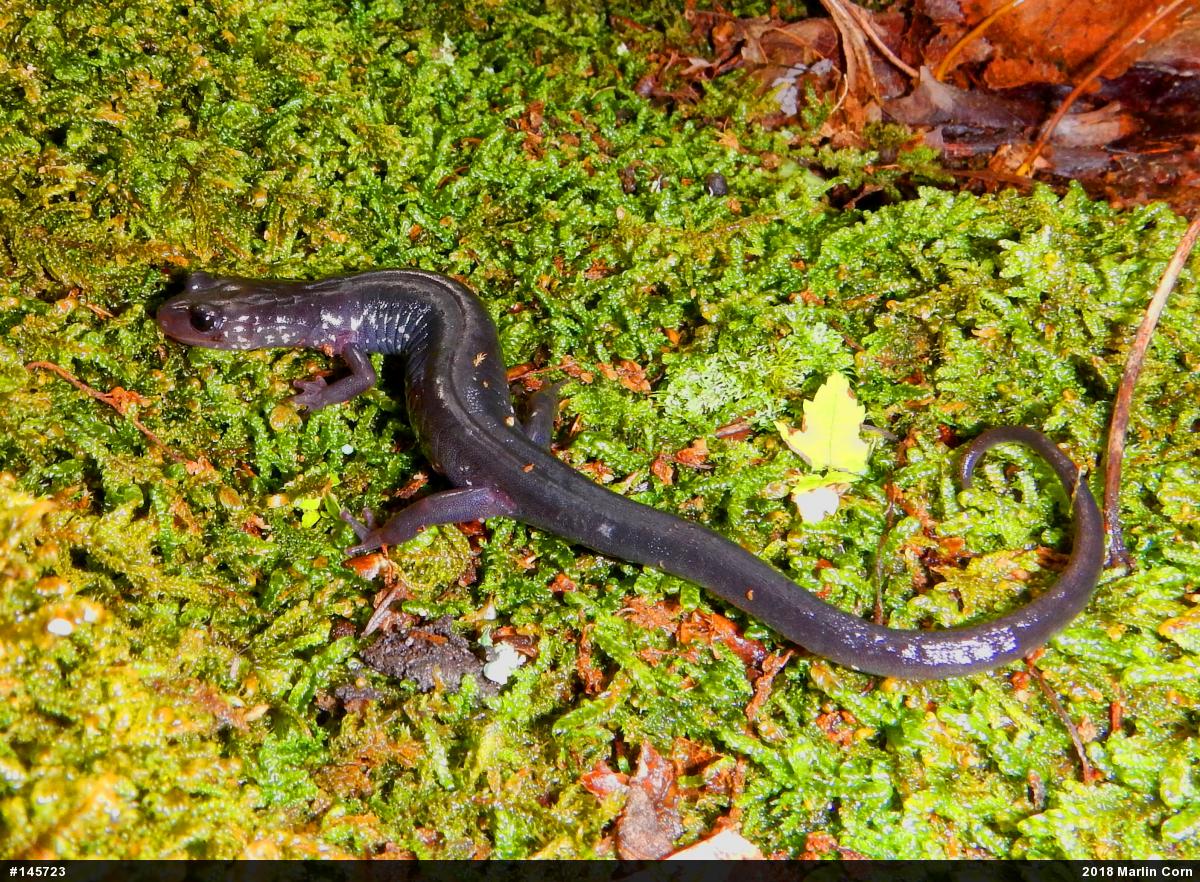Wehrle's Salamander