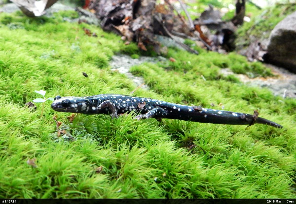 Northern Slimy Salamander