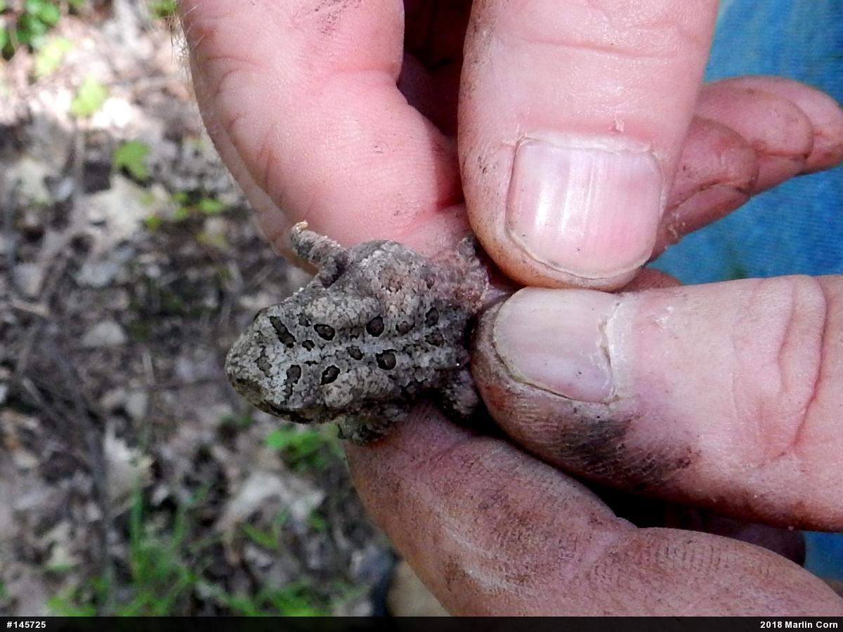 Eastern American Toad