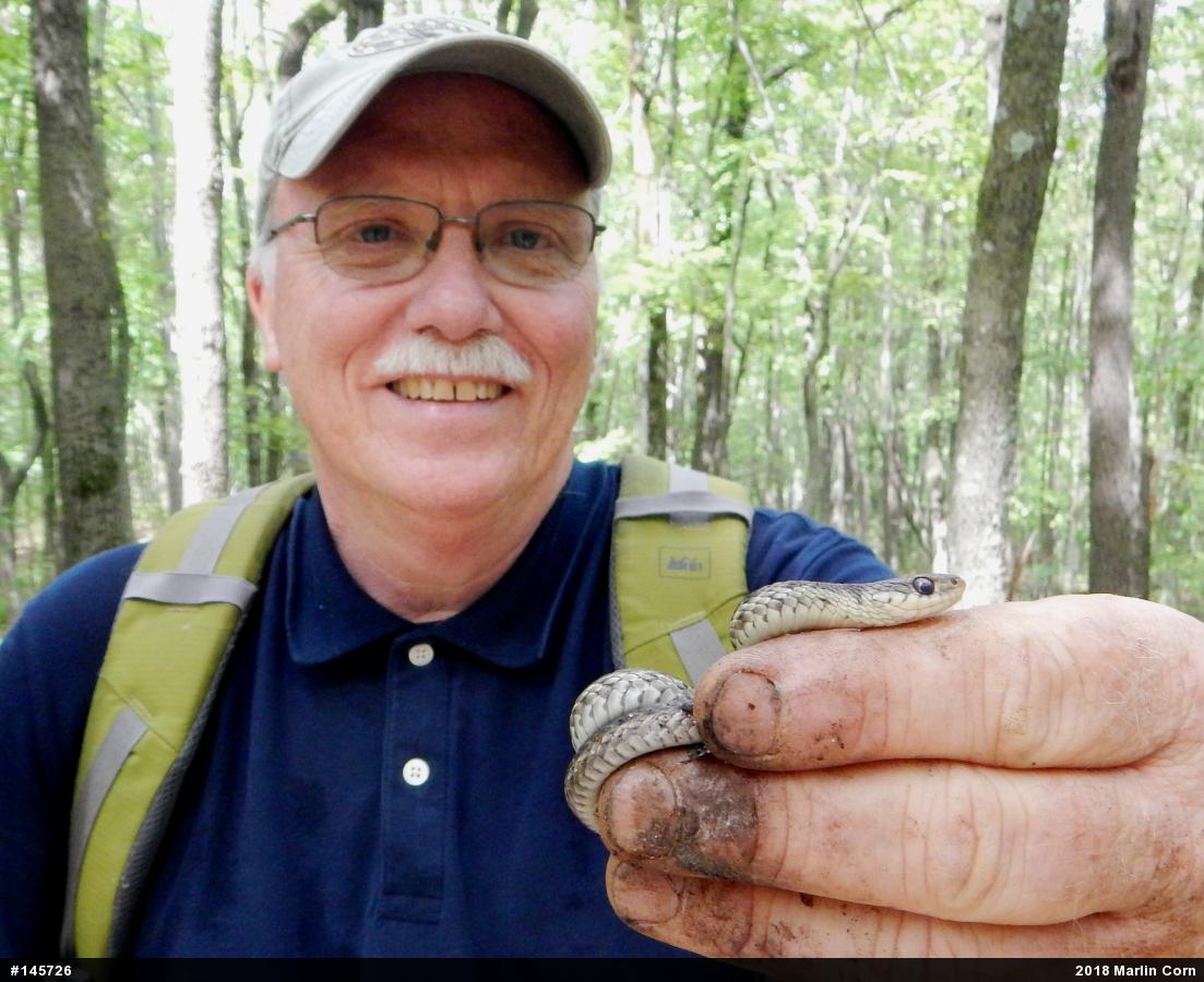 Eastern Gartersnake