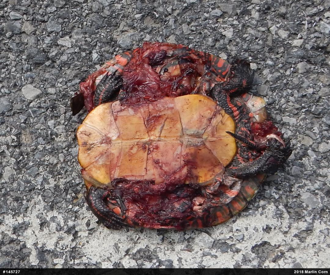 Painted Turtle