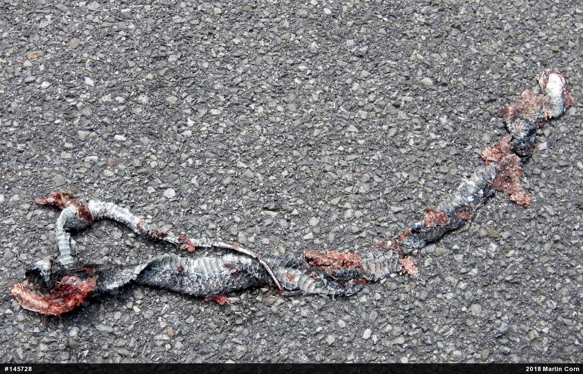 Eastern Ratsnake