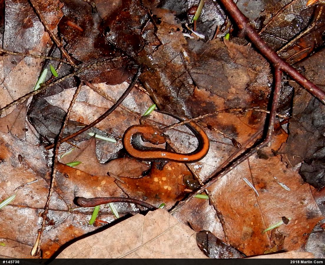 Eastern Red-backed  Salamander