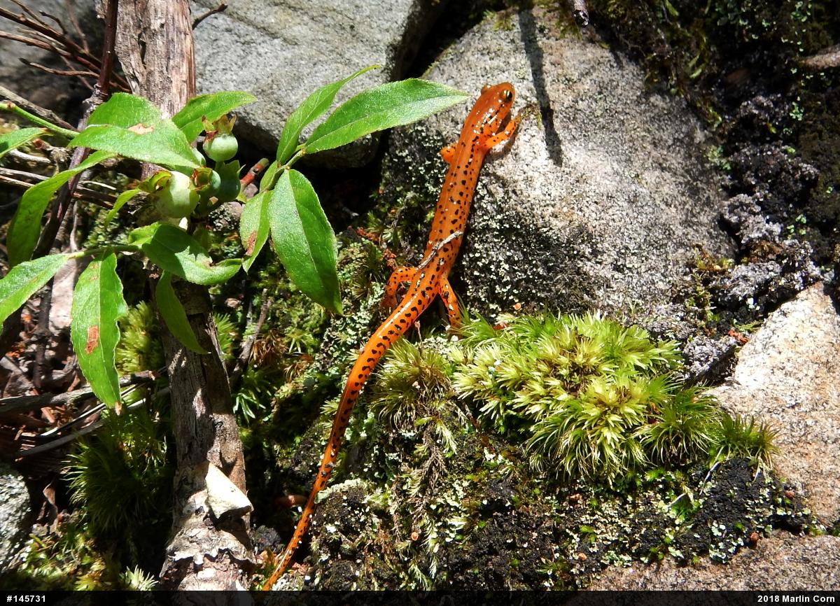 Eastern Long-tailed Salamander