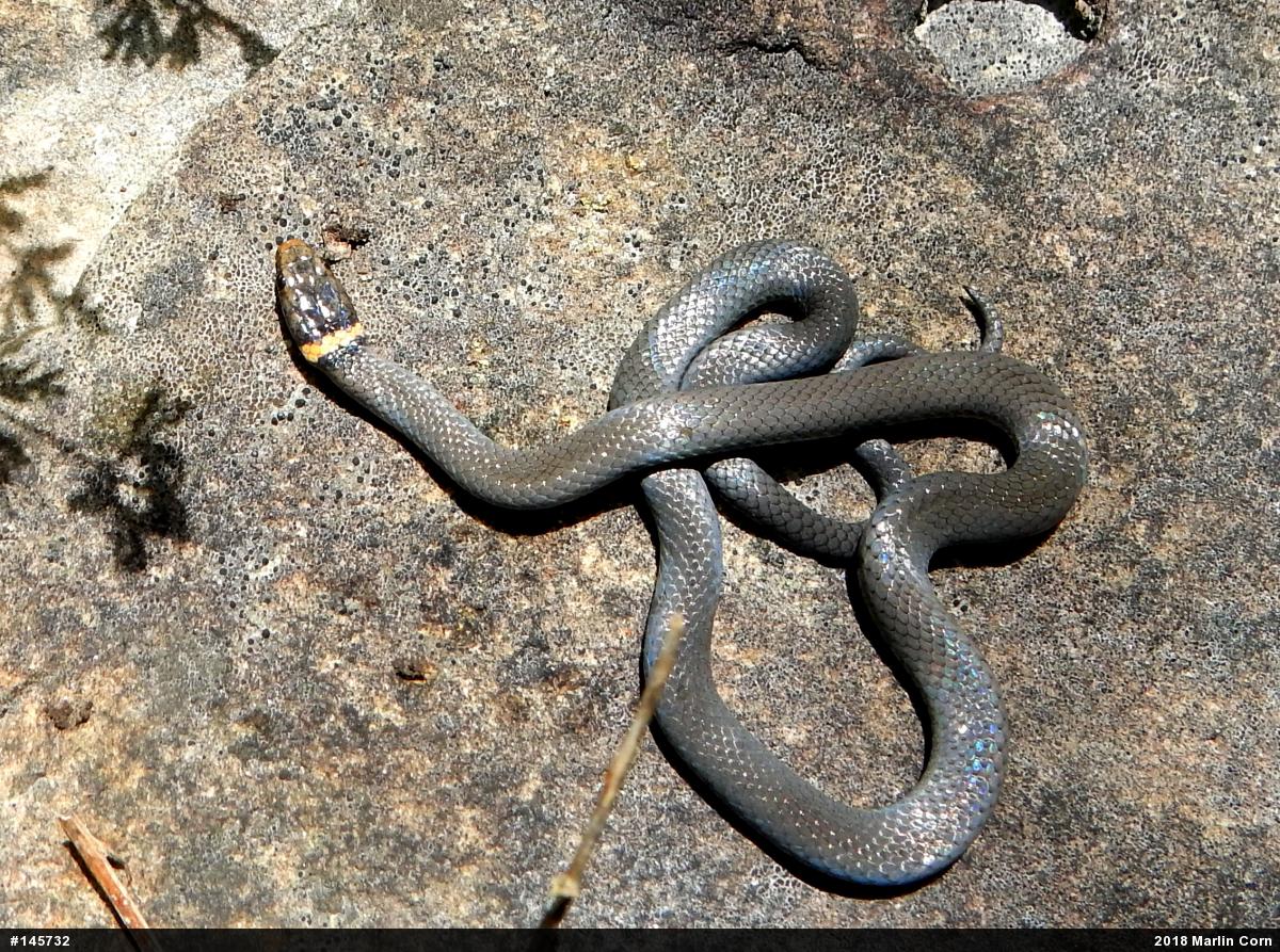 Northern Ring-necked Snake