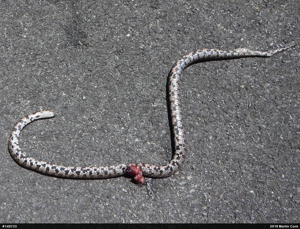 Eastern Milksnake