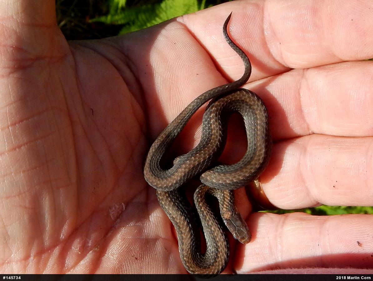 Red-bellied Snake