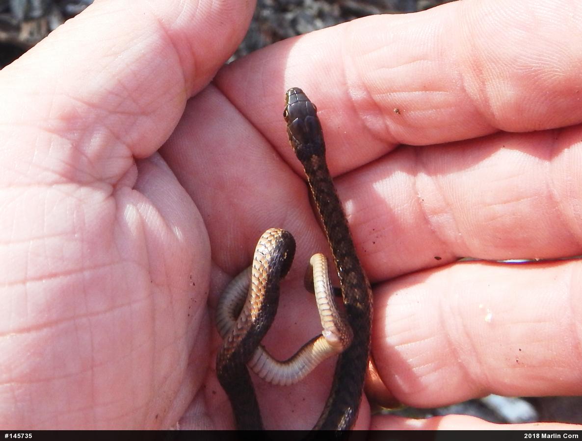 Eastern Gartersnake