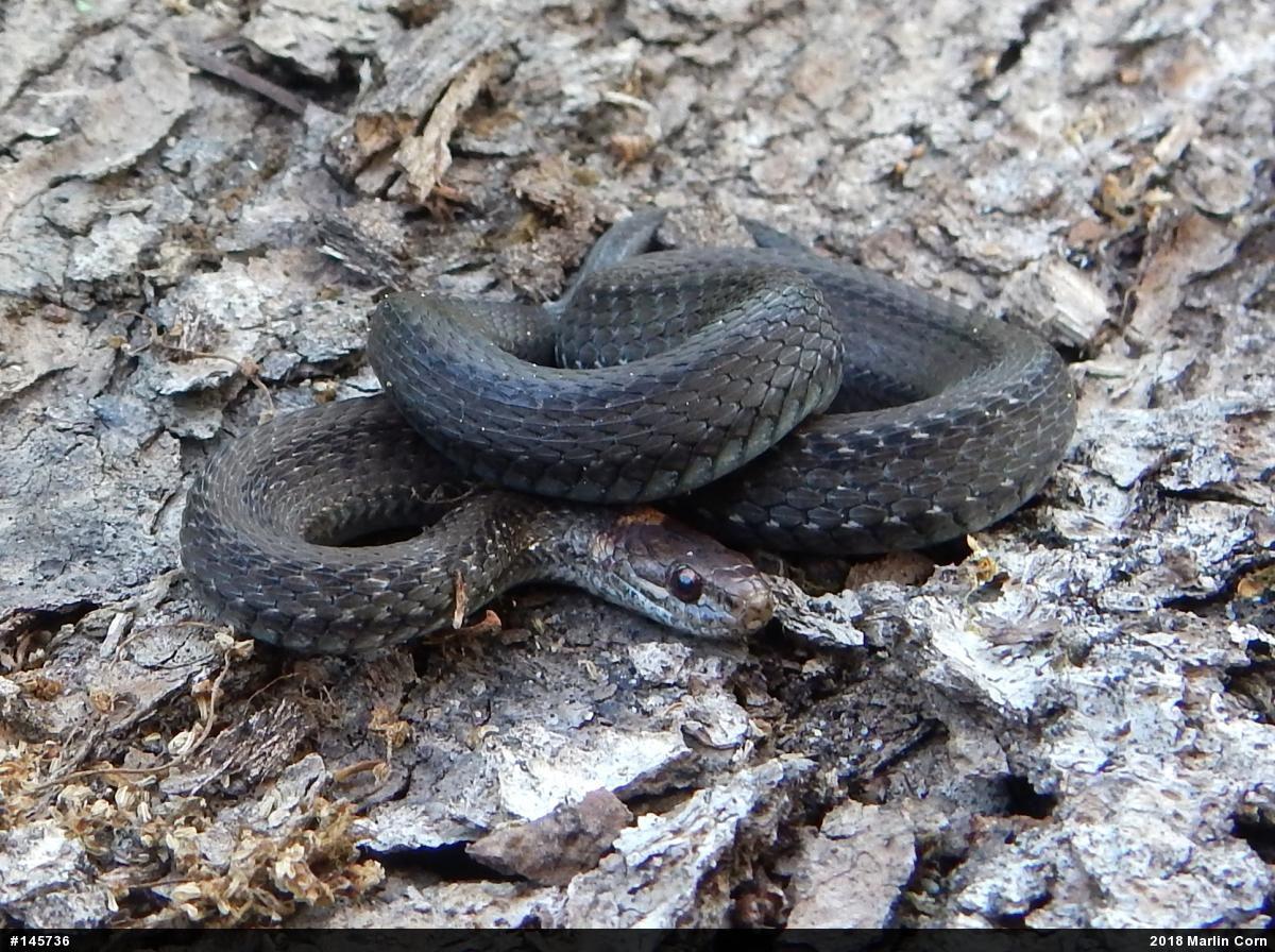 Red-bellied Snake