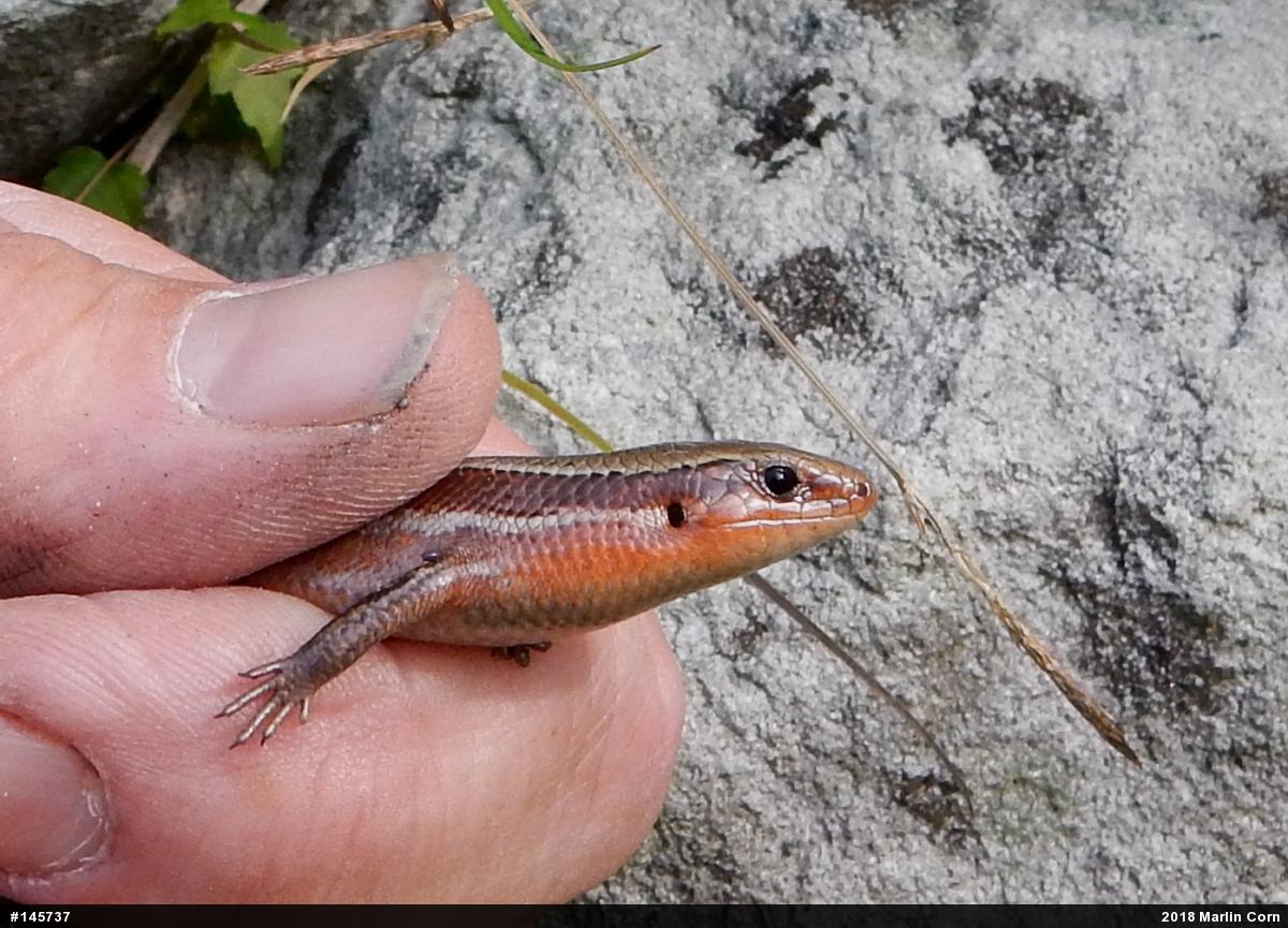 Northern Coal Skink