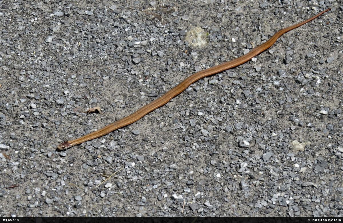 Red-bellied Snake