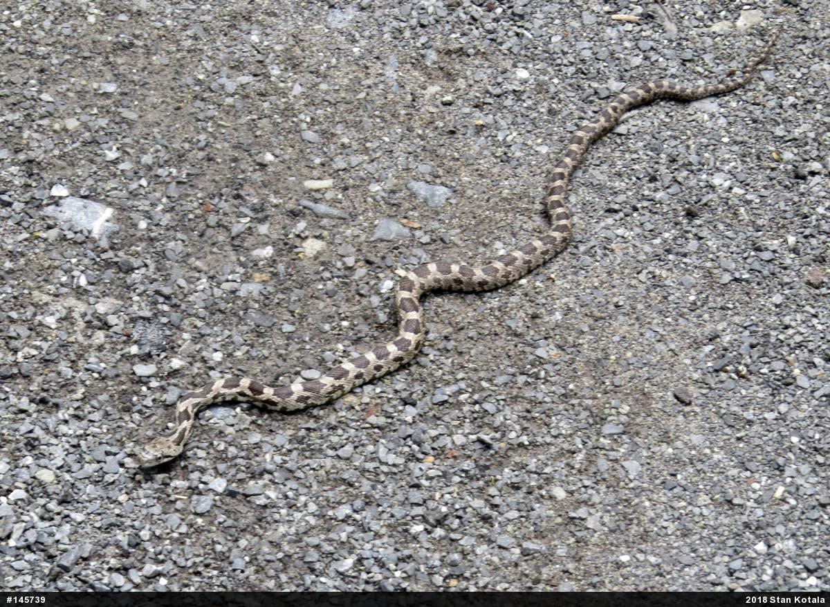 Eastern Ratsnake