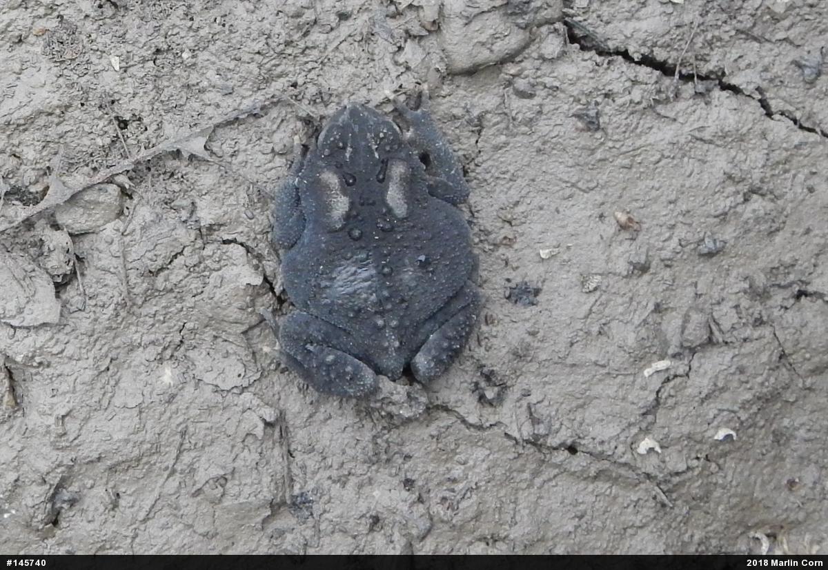 Eastern American Toad