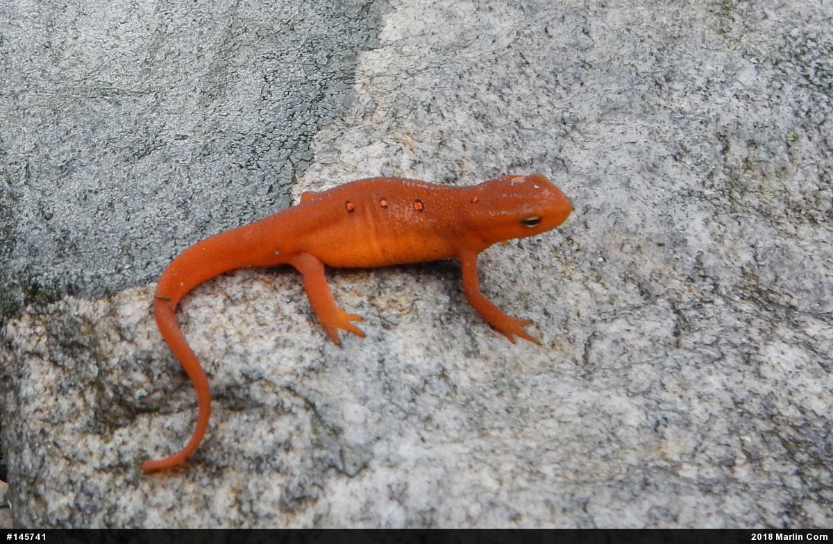 Red-spotted Newt