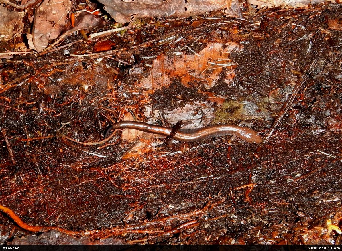 Eastern Red-backed  Salamander
