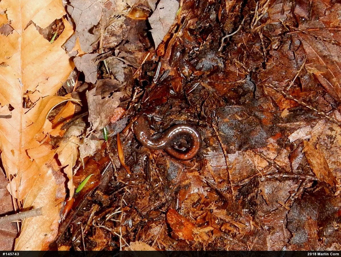 Eastern Red-backed  Salamander