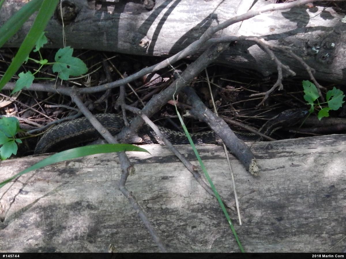 Eastern Gartersnake
