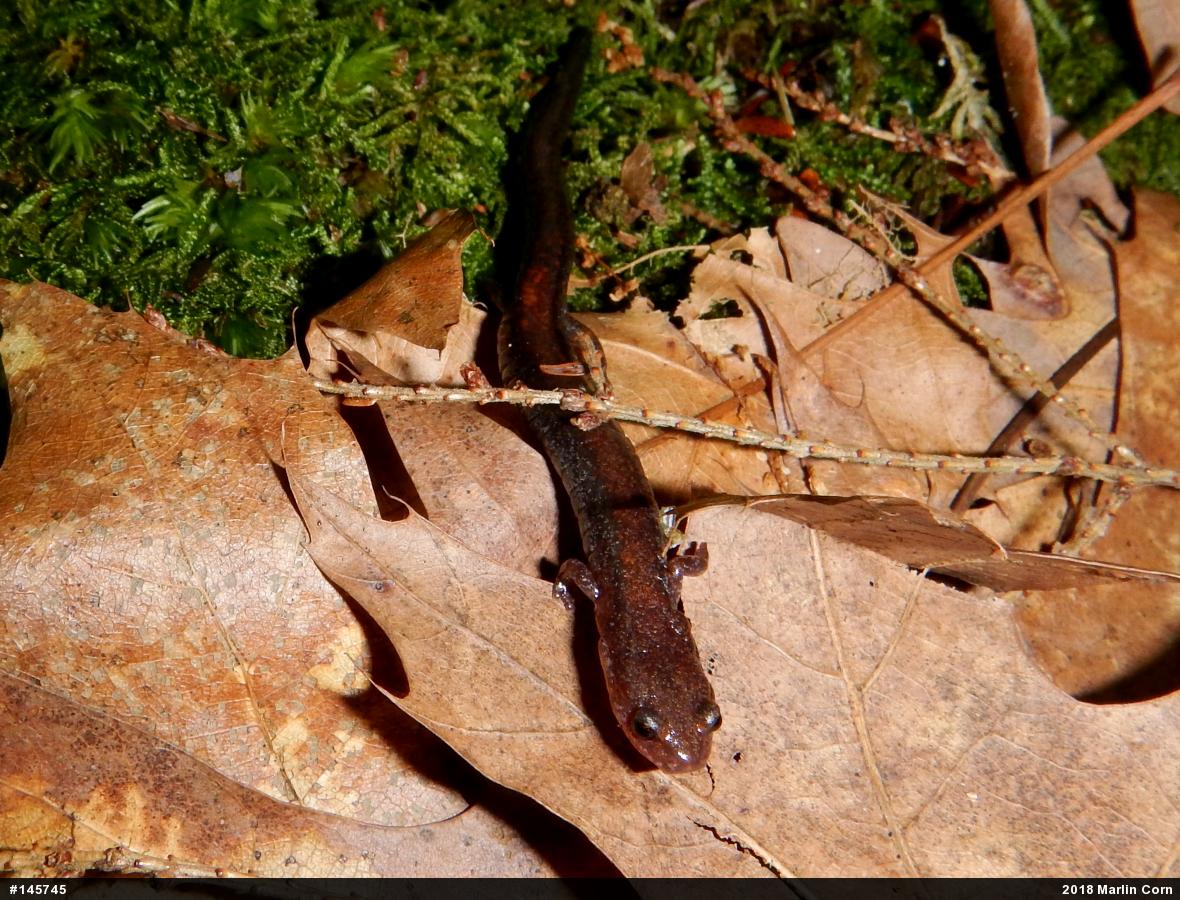 Eastern Red-backed  Salamander