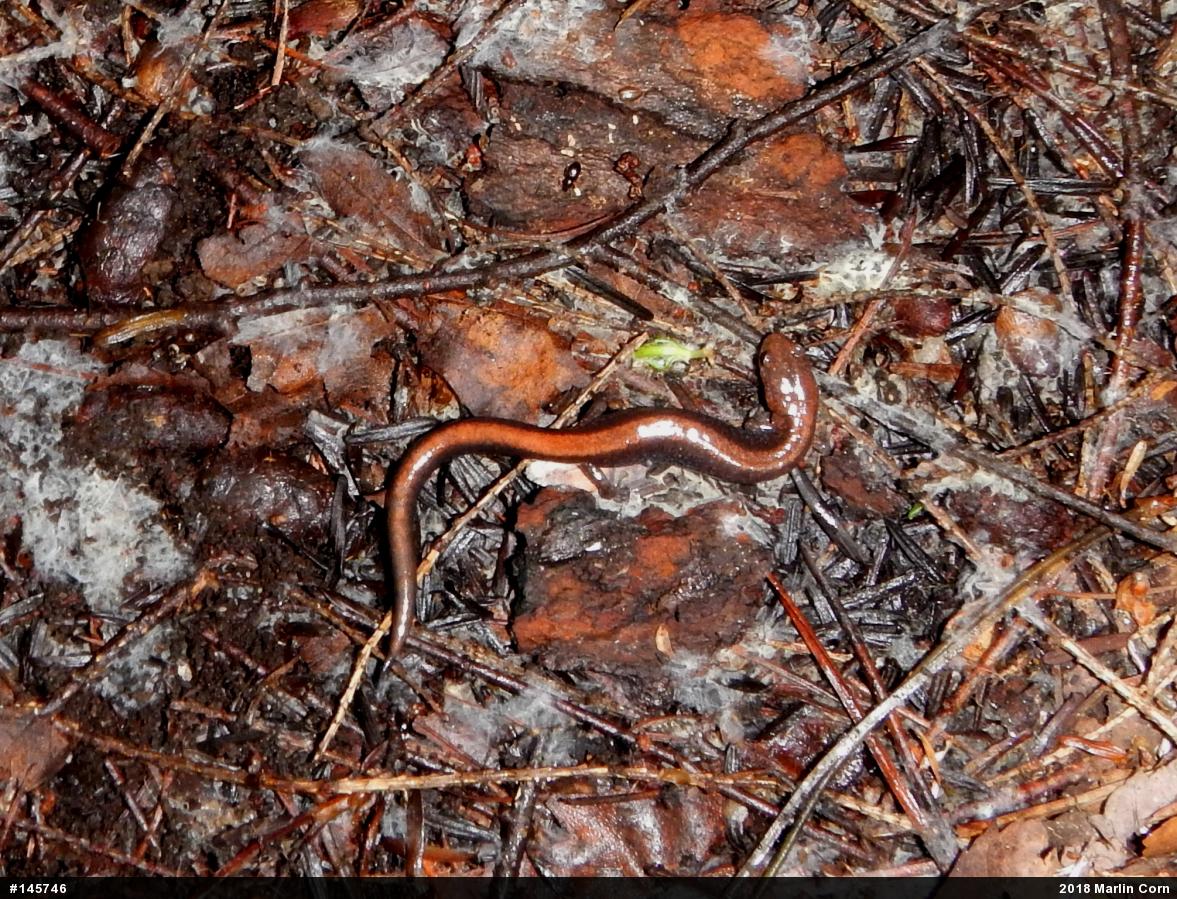 Eastern Red-backed  Salamander