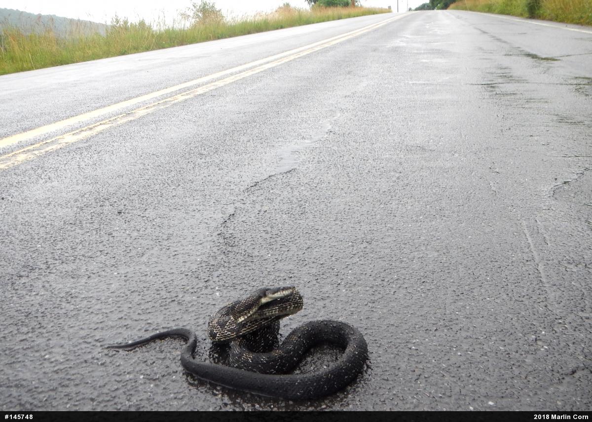 Eastern Ratsnake