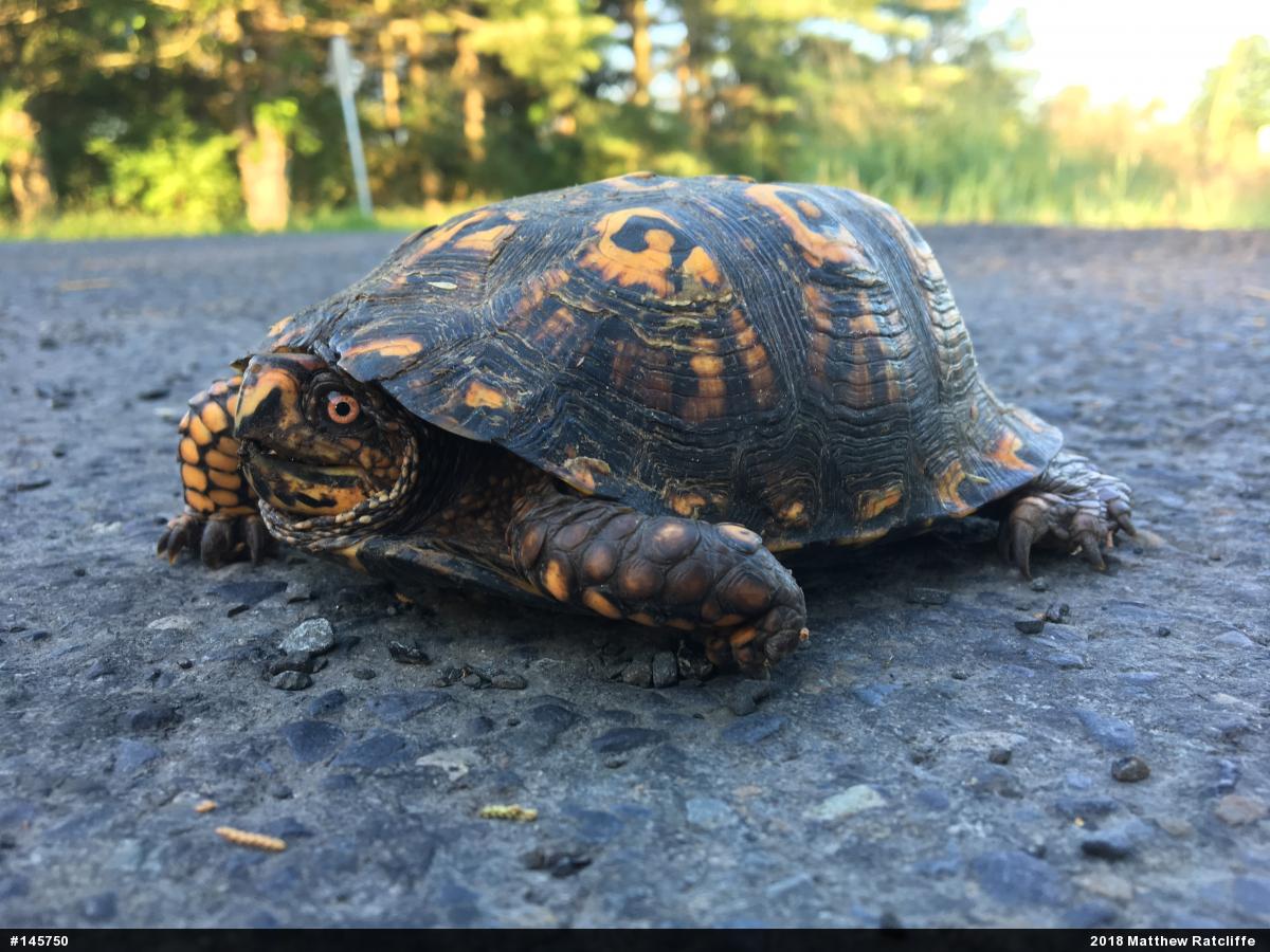 Eastern Box Turtle