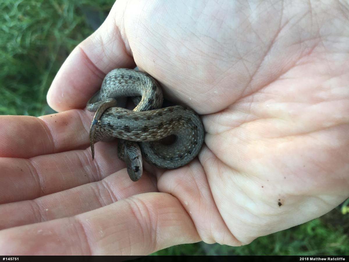 Dekay's Brownsnake