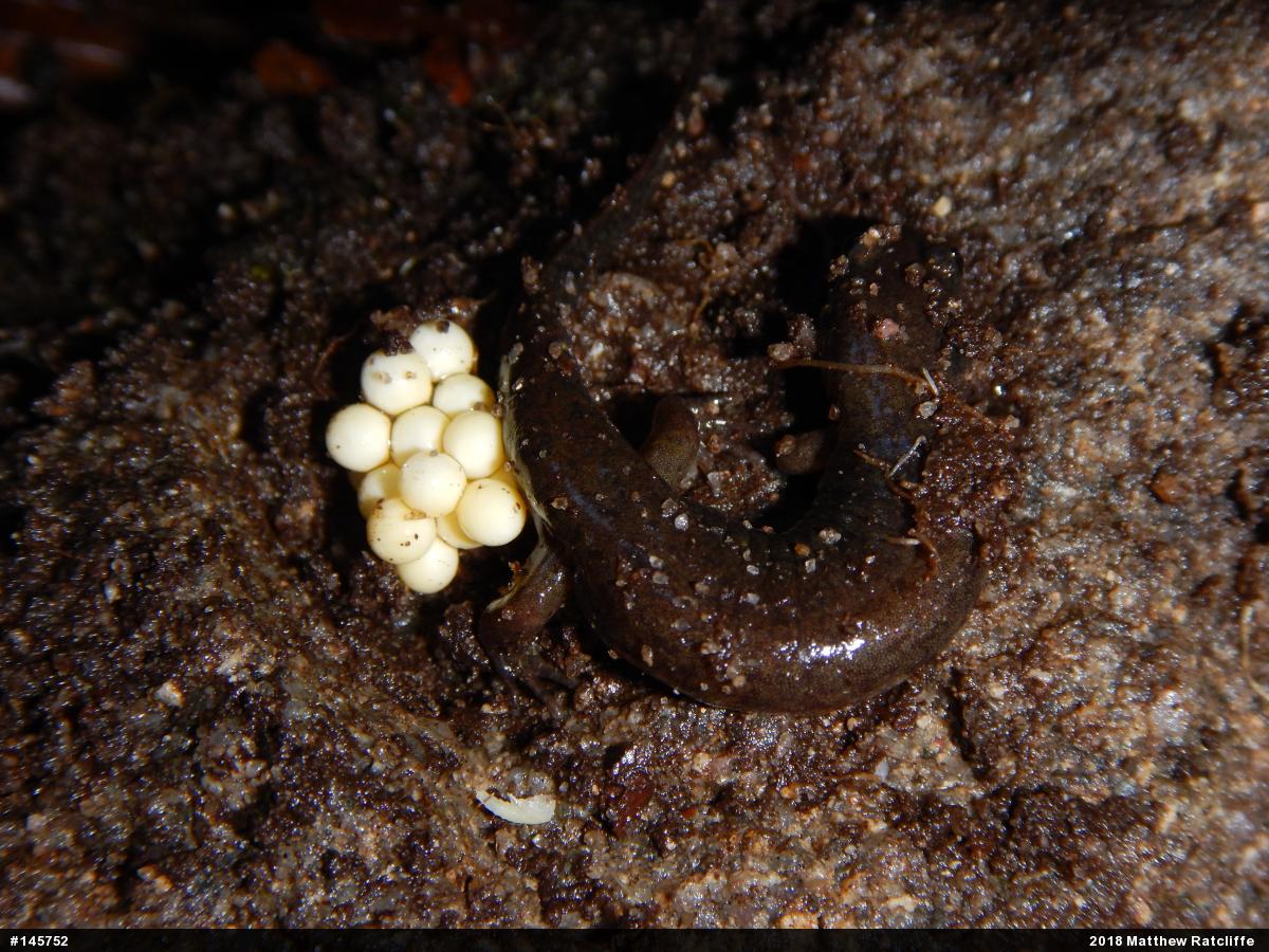 Northern Dusky Salamander