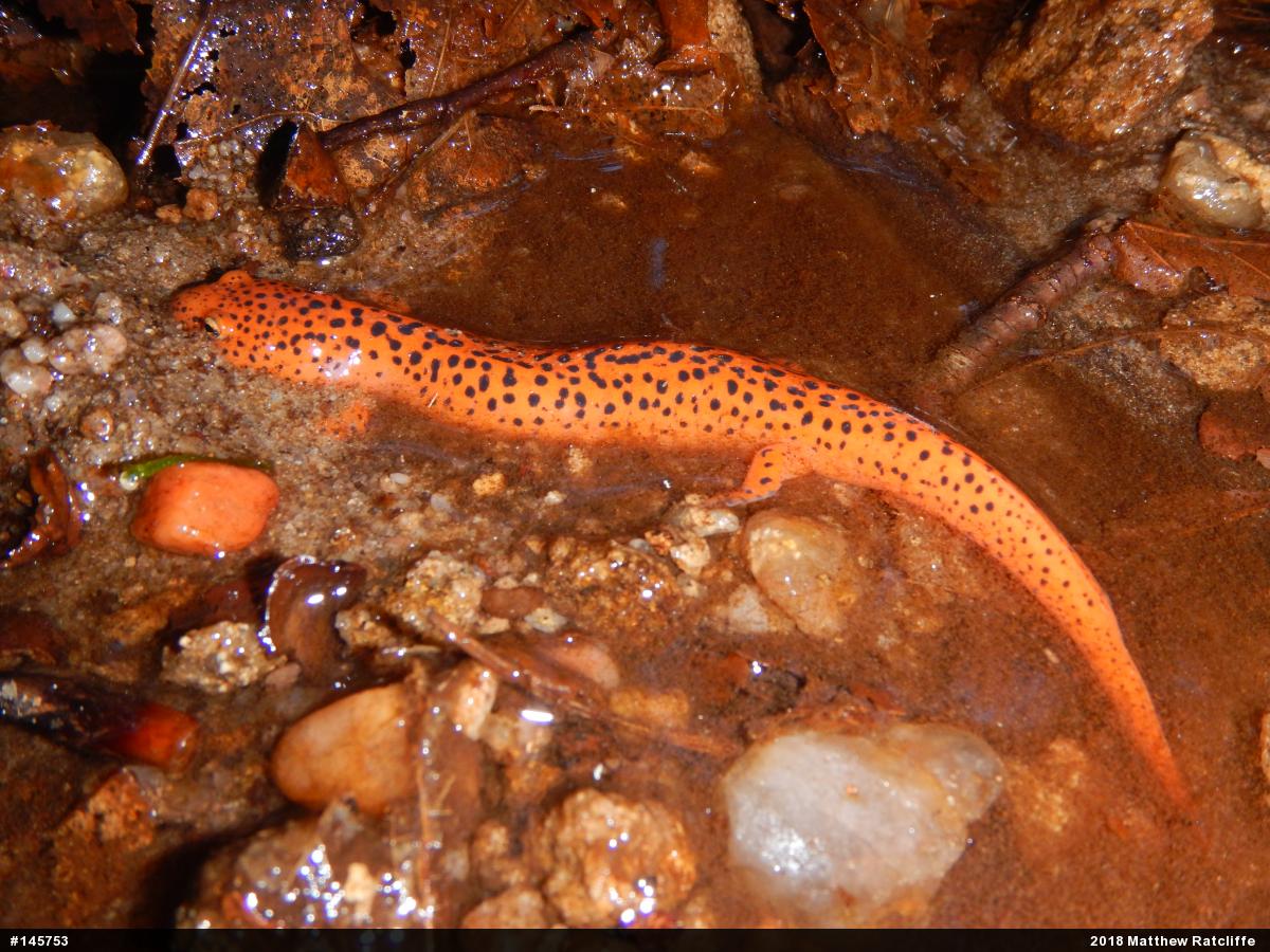 Northern Red Salamander