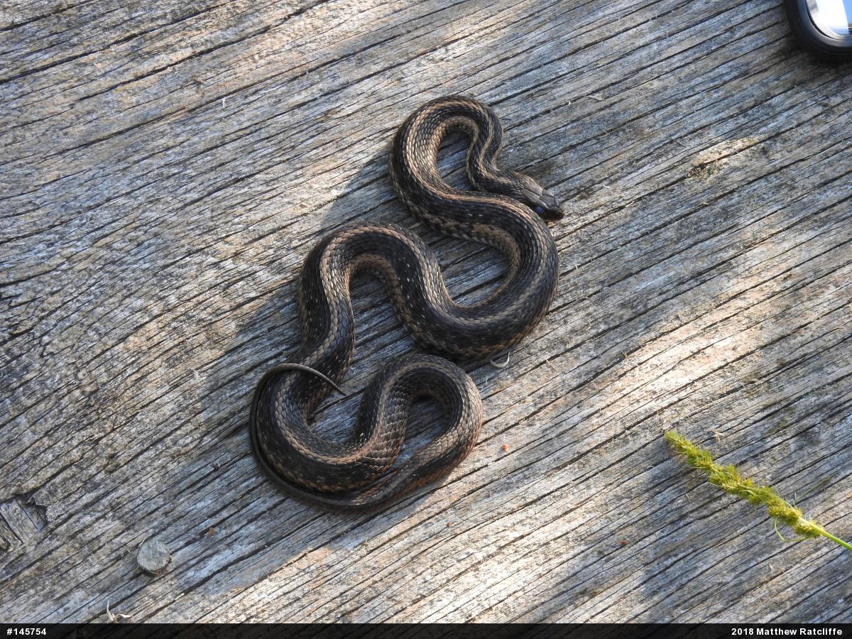 Eastern Gartersnake