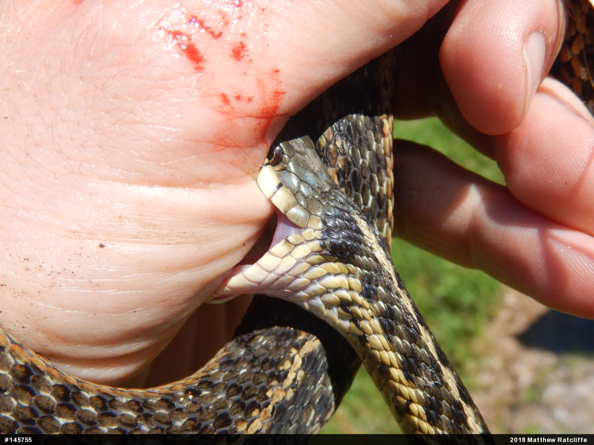 Eastern Gartersnake