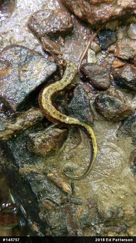 Allegheny Mountain Dusky Salamander