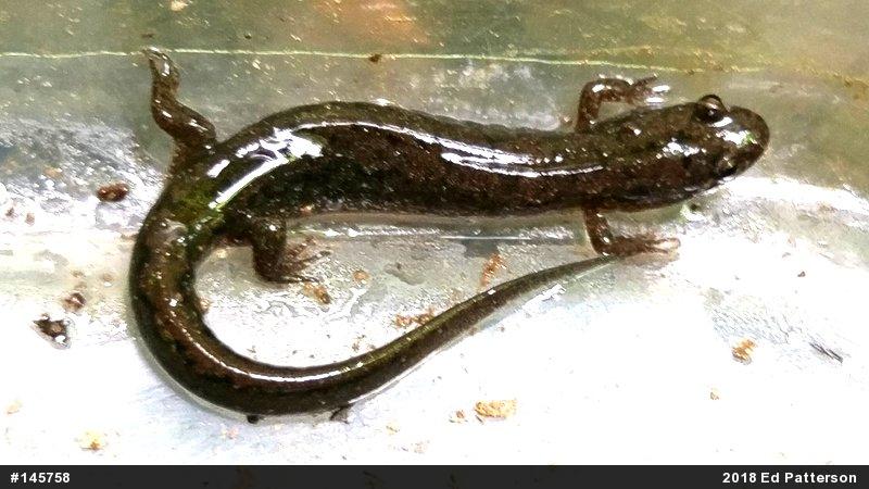 Northern Dusky Salamander